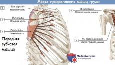 Анатомия грудных мышц,большая грудная мышца,малая грудная мышца Функция большой грудной мышцы