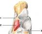 Мышцы тыльной стороны стопы Квадратная мышца подошвы