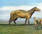 История лошадиного копыта (о лошадиных предках) Класс Млекопитающие или Звери