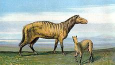 История лошадиного копыта (о лошадиных предках) Класс Млекопитающие или Звери