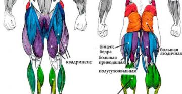 Тренировка ног на массу: комплекс упражнений
