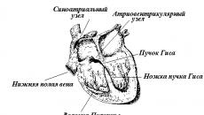 Функциональные особенности сердечной мышцы Свойства и особенности сердечной мышцы