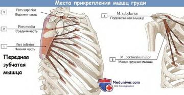 Анатомия грудных мышц,большая грудная мышца,малая грудная мышца Функция большой грудной мышцы